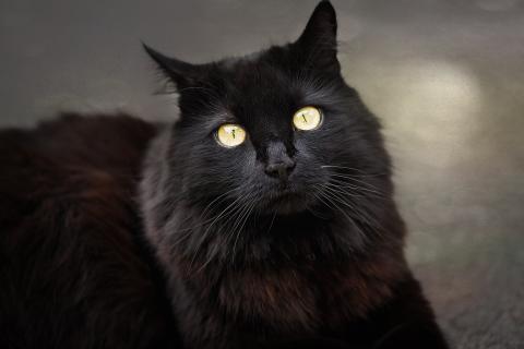 A black cat. The French for "a black cat" is "un chat noir".