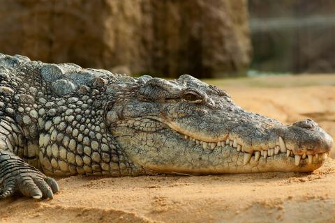 Crocodile. The French for "crocodile" is "crocodile".