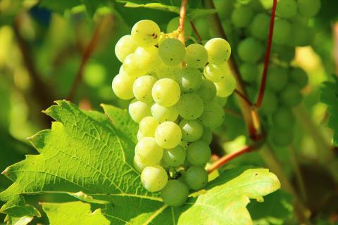 Some green grapes; some white grapes. The French for "some green grapes; some white grapes" is "des raisins blancs".