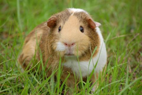Guinea pig (pet). The French for "guinea pig (pet)" is "cochon d’Inde".