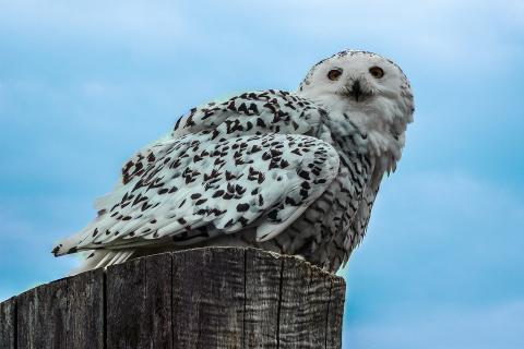 A white owl. The French for "a white owl" is "un hibou blanc".