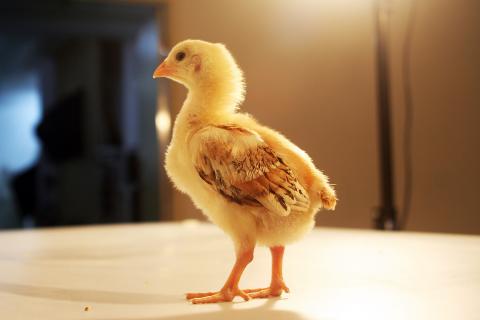 This is a small chicken. The French for "this is a small chicken" is "c’est un petit poulet".