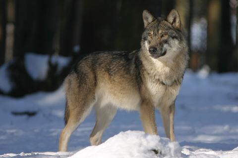 Wolf. The French for "wolf" is "loup".