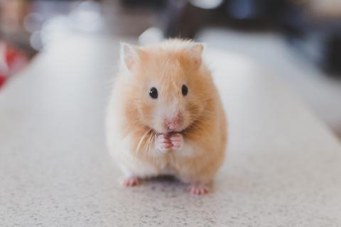 A hamster. The French for "a hamster" is "un hamster".