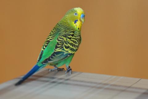 Budgerigar; budgie. The French for "budgerigar; budgie" is "perruche".