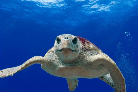 A turtle. The French for "a turtle" is "une tortue marine".