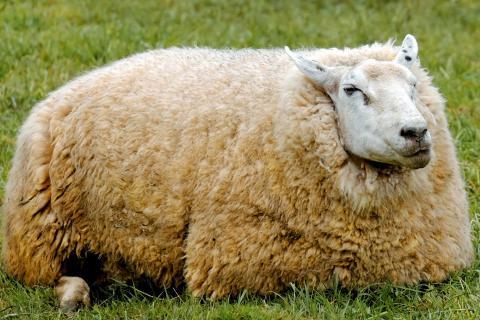 Sheep (singular). The French for "sheep (singular)" is "mouton".