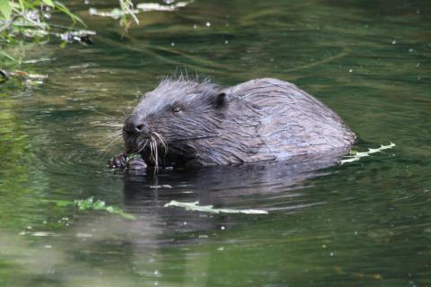 Beaver. The French for "beaver" is "castor".