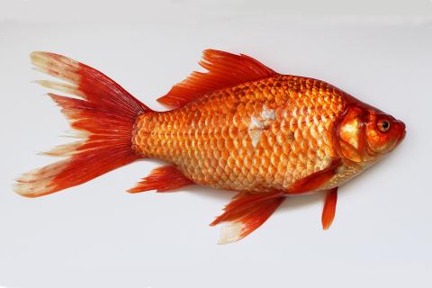 Goldfish. The French for "goldfish" is "poisson rouge".
