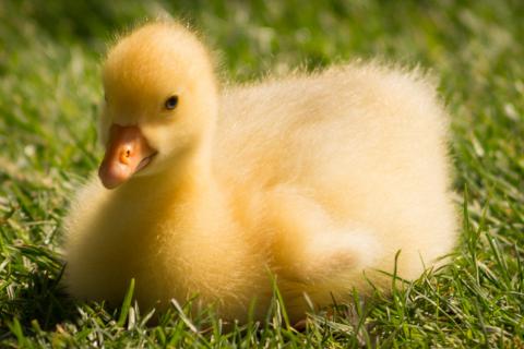 Duckling. The French for "duckling" is "caneton".