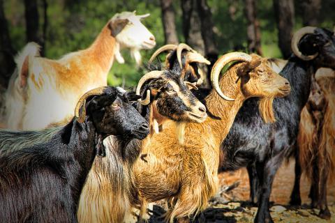 Goats. The French for "goats" is "chèvres".