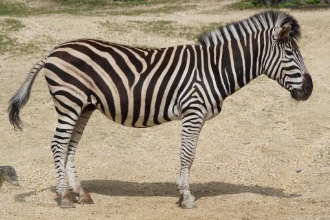 Zebra. The Thai for "zebra" is "ม้าลาย".